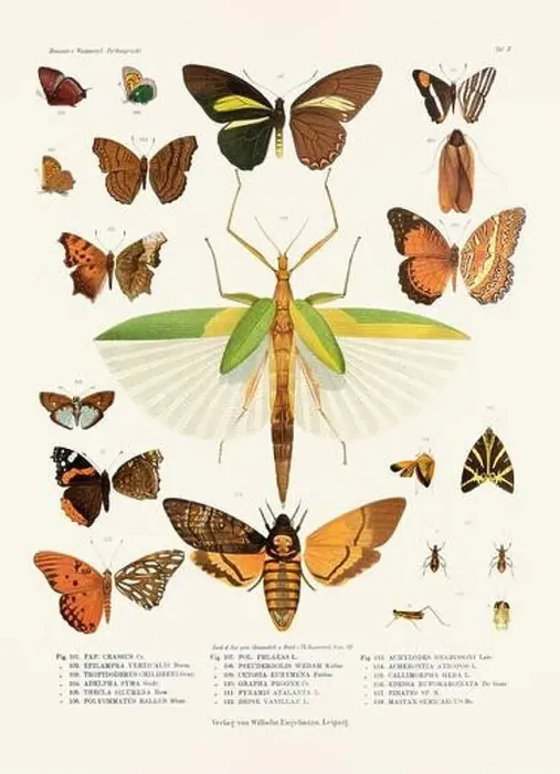 Framed Print : A vintage insect illustration from a 19th-century German book plate showcasing the coloration of various insect species Framed Print : A vintage insect illustration from a 19th-century German book plate showcasing the coloration of various insect species