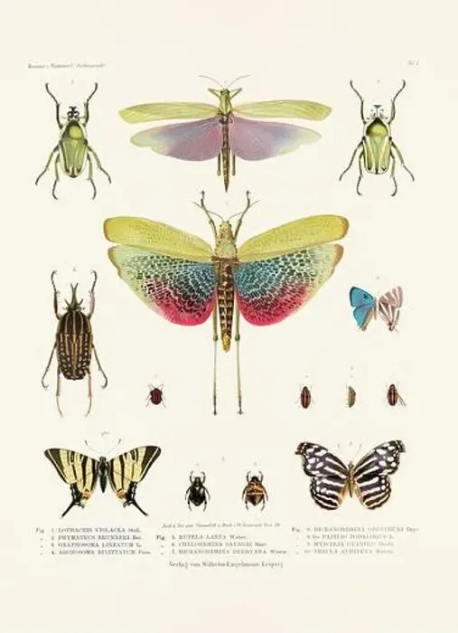 Framed Print : A vintage insect illustration from a 19th-century German book plate showcasing the coloration of various insect species Framed Print : A vintage insect illustration from a 19th-century German book plate showcasing the coloration of various insect species