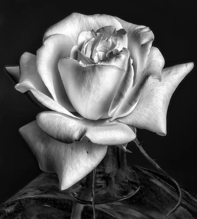 Framed Print : vintage monochrome rose blossom in a vase Framed Print : vintage monochrome rose blossom in a vase