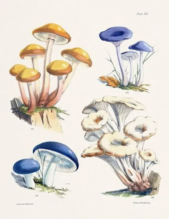 Framed Print : Vintage Mushroom Illustration: Botanical Fungi Art Framed Print : Vintage Mushroom Illustration: Botanical Fungi Art