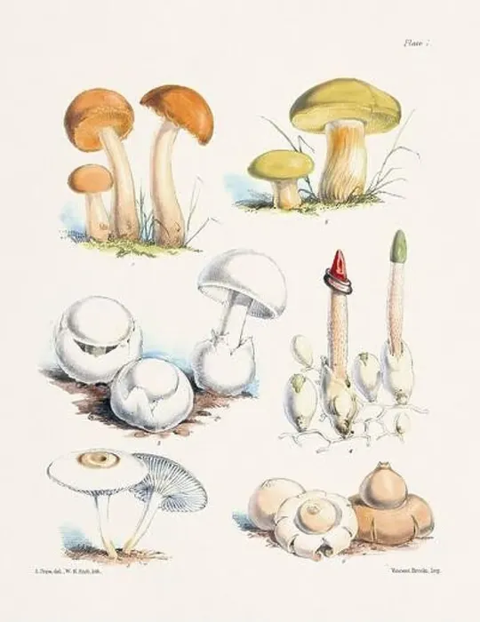 Framed Print : Vintage Mushroom Illustration: Botanical Fungi Art Framed Print : Vintage Mushroom Illustration: Botanical Fungi Art
