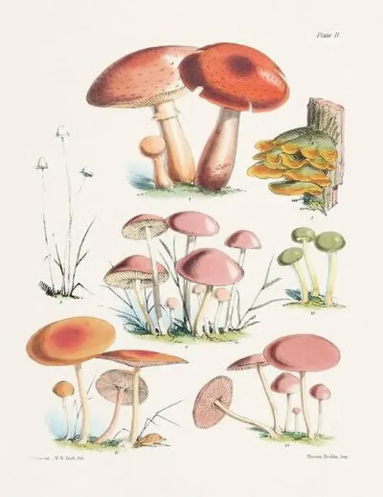 Framed Print : Vintage Mushroom Illustration: Botanical Fungi Art Framed Print : Vintage Mushroom Illustration: Botanical Fungi Art