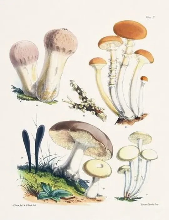 Framed Print : Vintage Mushroom Illustration: Botanical Fungi Art Framed Print : Vintage Mushroom Illustration: Botanical Fungi Art