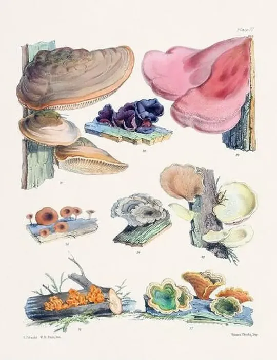 Framed Print : Vintage Mushroom Illustration: Botanical Fungi Art Framed Print : Vintage Mushroom Illustration: Botanical Fungi Art