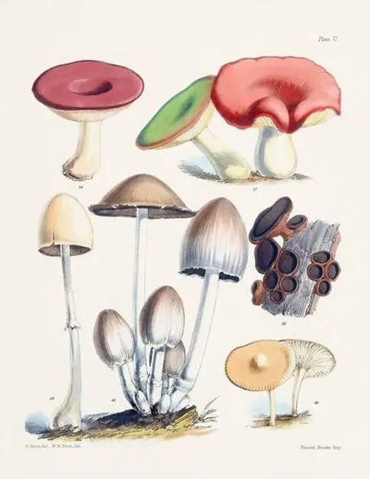 Framed Print : Vintage Mushroom Illustration: Botanical Fungi Art Framed Print : Vintage Mushroom Illustration: Botanical Fungi Art