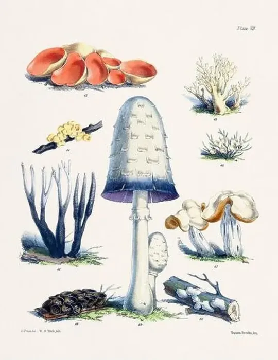 Framed Print : Vintage Mushroom Illustration: Botanical Fungi Art Framed Print : Vintage Mushroom Illustration: Botanical Fungi Art