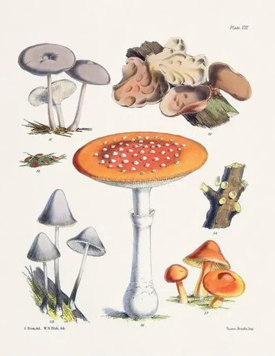 Framed Print : Vintage Mushroom Illustration: Botanical Fungi Art Framed Print : Vintage Mushroom Illustration: Botanical Fungi Art