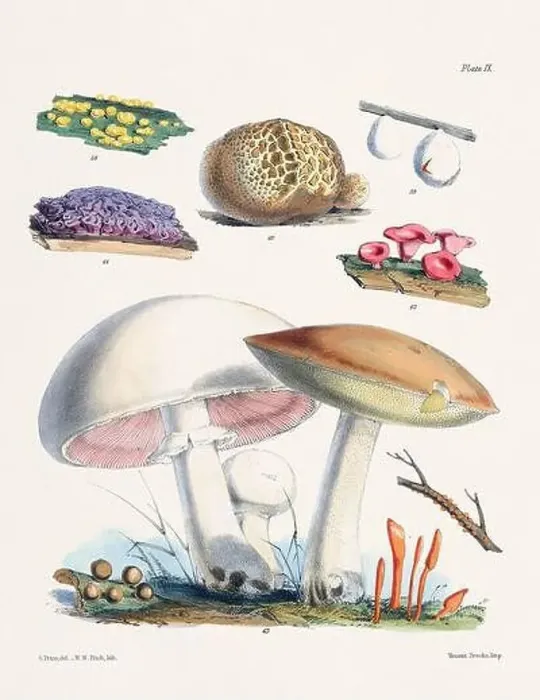 Framed Print : Vintage Mushroom Illustration: Botanical Fungi Art Framed Print : Vintage Mushroom Illustration: Botanical Fungi Art