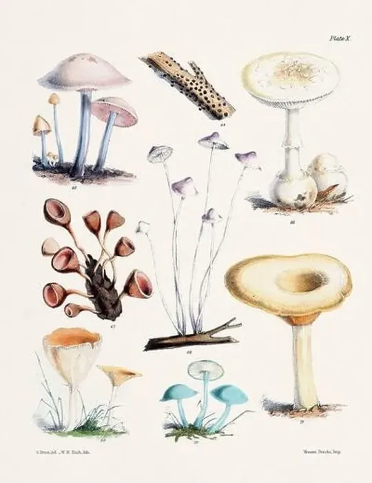 Framed Print : Vintage Mushroom Illustration: Botanical Fungi Art Framed Print : Vintage Mushroom Illustration: Botanical Fungi Art
