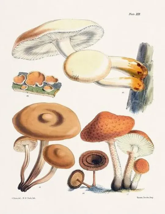 Framed Print : Vintage Mushroom Illustration: Botanical Fungi Art Framed Print : Vintage Mushroom Illustration: Botanical Fungi Art