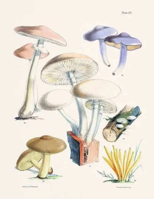 Framed Print : Vintage Mushroom Illustration: Botanical Fungi Art Framed Print : Vintage Mushroom Illustration: Botanical Fungi Art