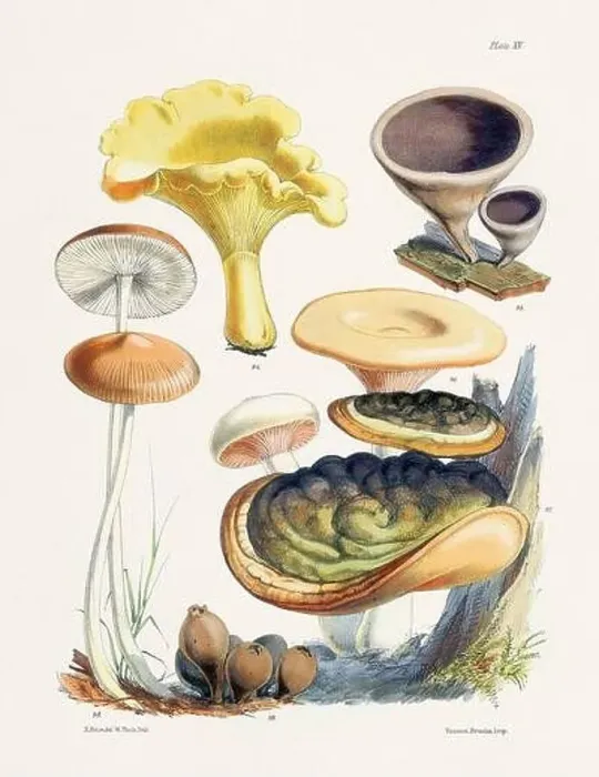 Framed Print : Vintage Mushroom Illustration: Botanical Fungi Art Framed Print : Vintage Mushroom Illustration: Botanical Fungi Art