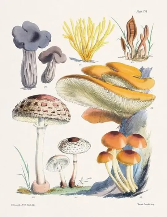 Framed Print : Vintage Mushroom Illustration: Botanical Fungi Art Framed Print : Vintage Mushroom Illustration: Botanical Fungi Art