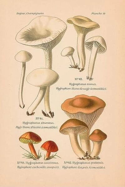Vintage mushroom illustration of Hygrophorus eburneus (Ivory Waxy Cap), H. niveus (Snowy Waxcap), H. pratensis (Meadow Waxcap), H. coccineus