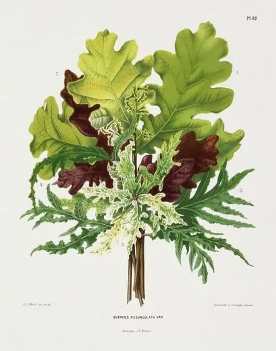 Framed Print : Vintage oak leaves illustration. Dutch botanical book illustration. Circa 1880