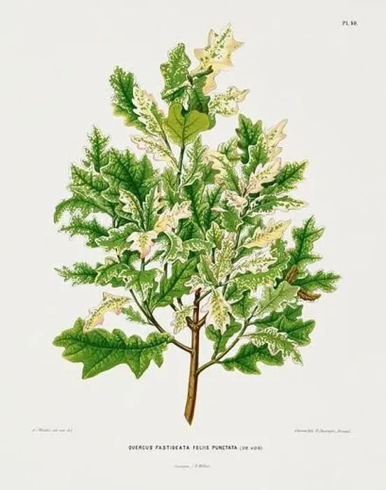 Framed Print : Vintage oak tree illustration. Dutch botanical book illustration. Circa 1880 Framed Print : Vintage oak tree illustration. Dutch botanical book illustration. Circa 1880