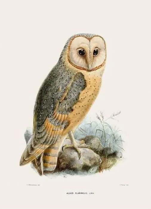 Framed Print : Vintage Owl illustration. 19th century bird art. Ca 1878 Framed Print : Vintage Owl illustration. 19th century bird art. Ca 1878