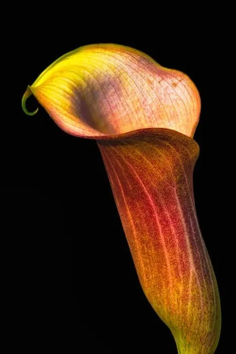 Framed Print : vintage painting style red brown calla blossom macro portrait