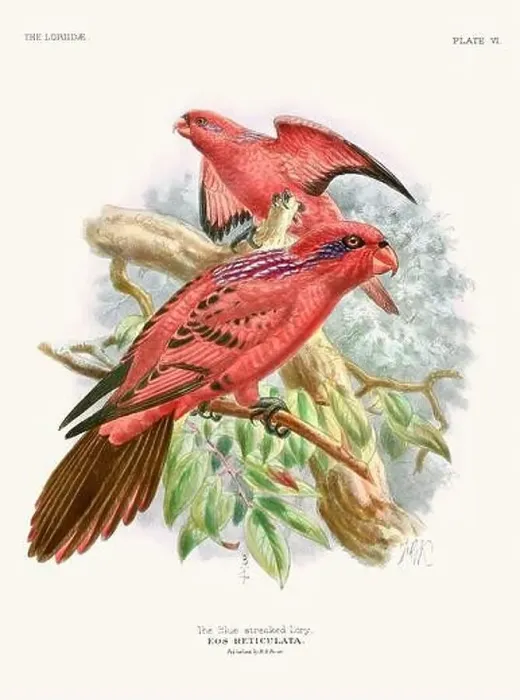 Framed Print : Vintage Parrot Illustration. Colorful drawing of parrots from a 19th-century book published in London. Circa 1896 Framed Print : Vintage Parrot Illustration. Colorful drawing of parrots from a 19th-century book published in London. Circa 1896