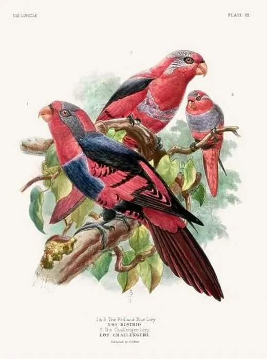 Framed Print : Vintage Parrot Illustration. Colorful drawing of parrots from a 19th-century book published in London. Circa 1896 Framed Print : Vintage Parrot Illustration. Colorful drawing of parrots from a 19th-century book published in London. Circa 1896