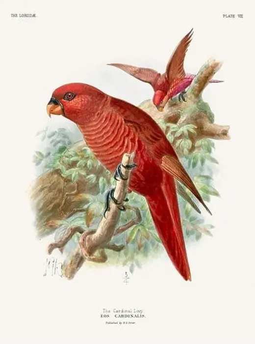 Framed Print : Vintage Parrot Illustration. Colorful drawing of parrots from a 19th-century book published in London. Circa 1896 Framed Print : Vintage Parrot Illustration. Colorful drawing of parrots from a 19th-century book published in London. Circa 1896