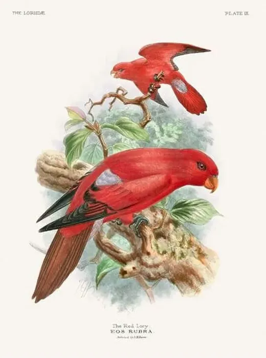 Framed Print : Vintage Parrot Illustration. Colorful drawing of parrots from a 19th-century book published in London. Circa 1896 Framed Print : Vintage Parrot Illustration. Colorful drawing of parrots from a 19th-century book published in London. Circa 1896