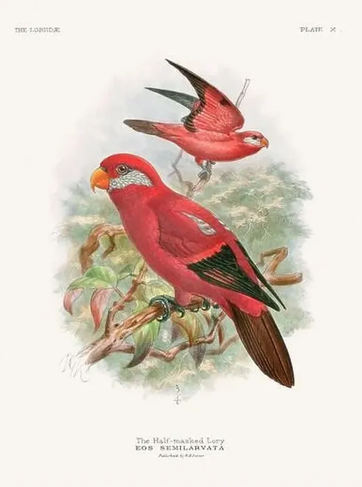 Framed Print : Vintage Parrot Illustration. Colorful drawing of parrots from a 19th-century book published in London. Circa 1896 Framed Print : Vintage Parrot Illustration. Colorful drawing of parrots from a 19th-century book published in London. Circa 1896