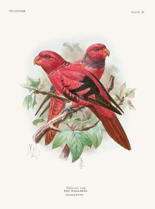 Framed Print : Vintage Parrot Illustration. Colorful drawing of parrots from a 19th-century book published in London. Circa 1896 Framed Print : Vintage Parrot Illustration. Colorful drawing of parrots from a 19th-century book published in London. Circa 1896