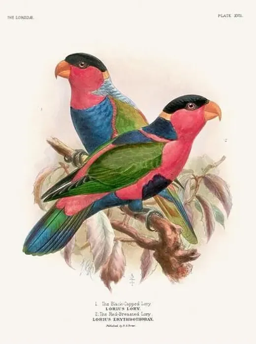 Framed Print : Vintage Parrot Illustration. Colorful drawing of parrots from a 19th-century book published in London. Circa 1896 Framed Print : Vintage Parrot Illustration. Colorful drawing of parrots from a 19th-century book published in London. Circa 1896