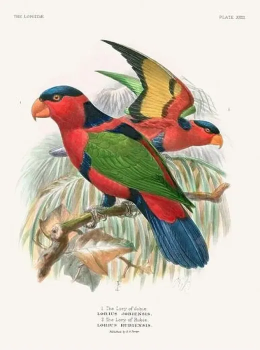 Framed Print : Vintage Parrot Illustration. Colorful drawing of parrots from a 19th-century book published in London. Circa 1896 Framed Print : Vintage Parrot Illustration. Colorful drawing of parrots from a 19th-century book published in London. Circa 1896