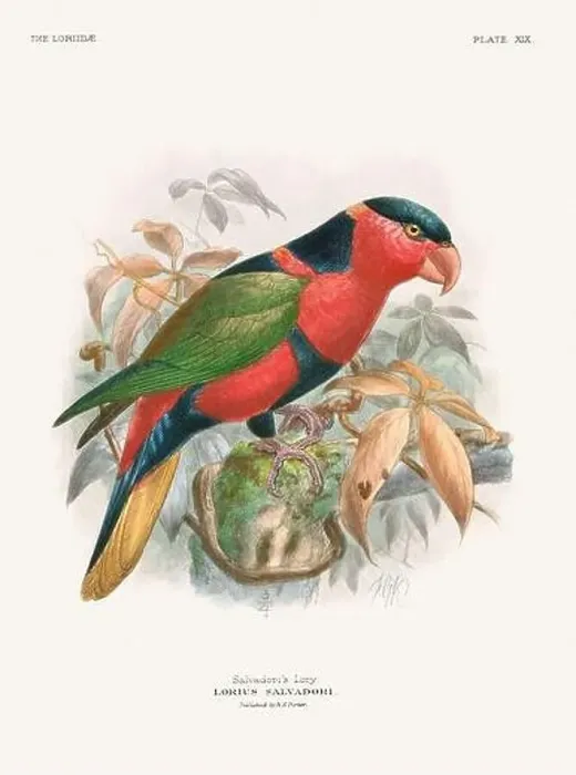 Framed Print : Vintage Parrot Illustration. Colorful drawing of parrots from a 19th-century book published in London. Circa 1896 Framed Print : Vintage Parrot Illustration. Colorful drawing of parrots from a 19th-century book published in London. Circa 1896