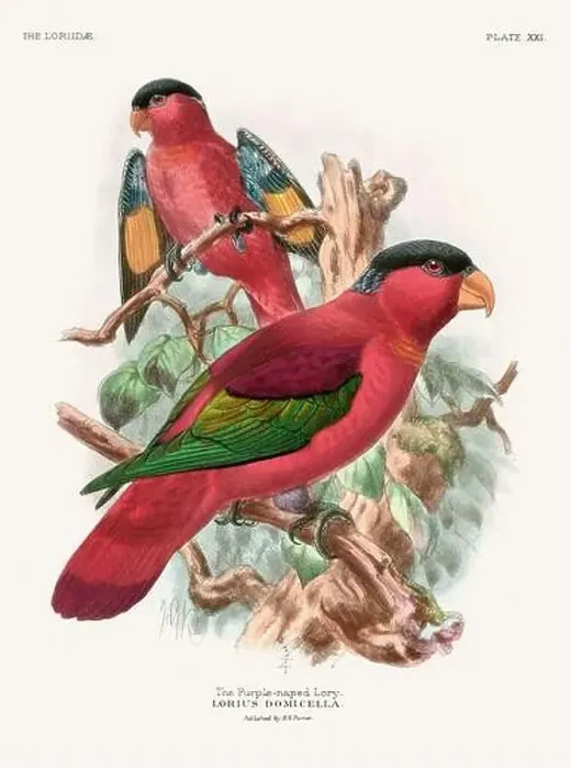 Framed Print : Vintage Parrot Illustration. Colorful drawing of parrots from a 19th-century book published in London. Circa 1896 Framed Print : Vintage Parrot Illustration. Colorful drawing of parrots from a 19th-century book published in London. Circa 1896