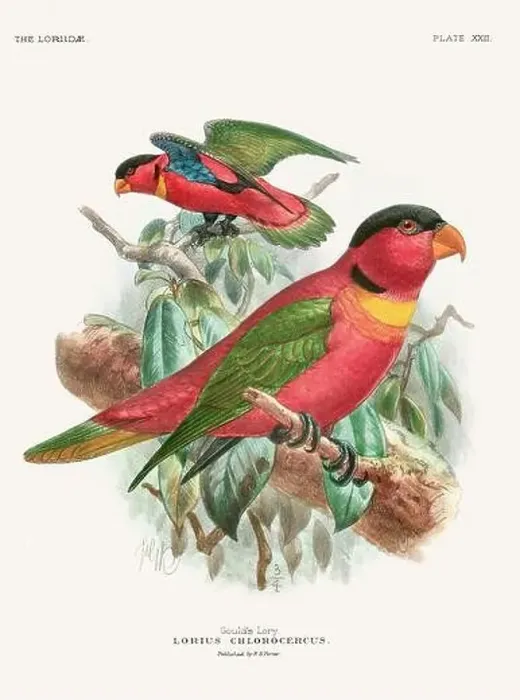 Framed Print : Vintage Parrot Illustration. Colorful drawing of parrots from a 19th-century book published in London. Circa 1896 Framed Print : Vintage Parrot Illustration. Colorful drawing of parrots from a 19th-century book published in London. Circa 1896