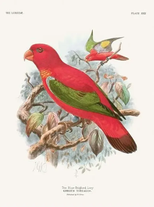 Framed Print : Vintage Parrot Illustration. Colorful drawing of parrots from a 19th-century book published in London. Circa 1896 Framed Print : Vintage Parrot Illustration. Colorful drawing of parrots from a 19th-century book published in London. Circa 1896