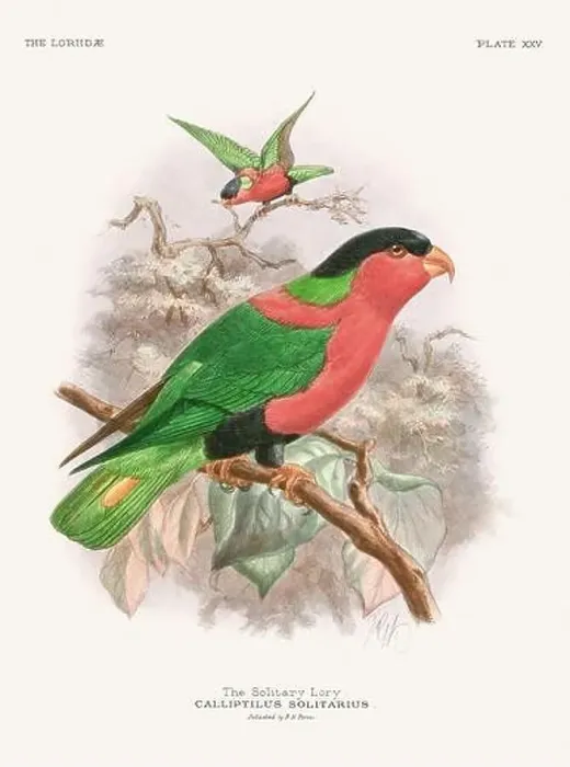 Framed Print : Vintage Parrot Illustration. Colorful drawing of parrots from a 19th-century book published in London. Circa 1896 Framed Print : Vintage Parrot Illustration. Colorful drawing of parrots from a 19th-century book published in London. Circa 1896