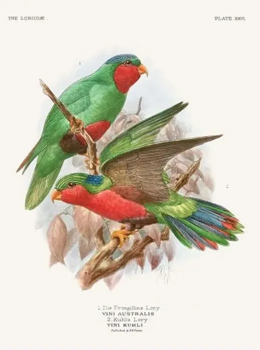 Framed Print : Vintage Parrot Illustration. Colorful drawing of parrots from a 19th-century book published in London. Circa 1896 Framed Print : Vintage Parrot Illustration. Colorful drawing of parrots from a 19th-century book published in London. Circa 1896