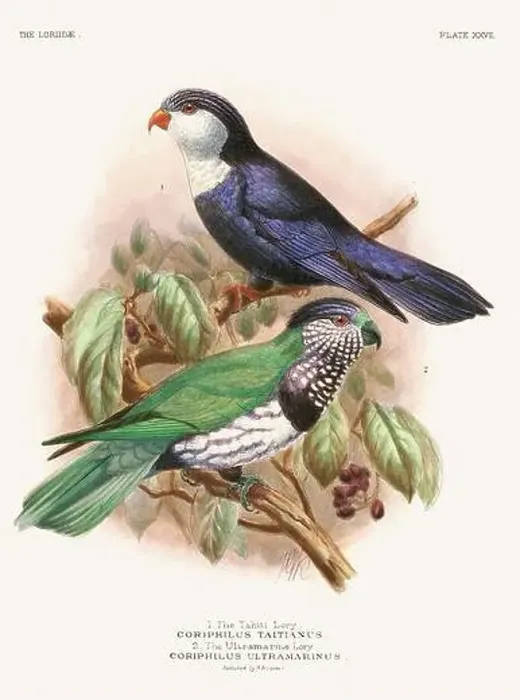 Framed Print : Vintage Parrot Illustration. Colorful drawing of parrots from a 19th-century book published in London. Circa 1896 Framed Print : Vintage Parrot Illustration. Colorful drawing of parrots from a 19th-century book published in London. Circa 1896