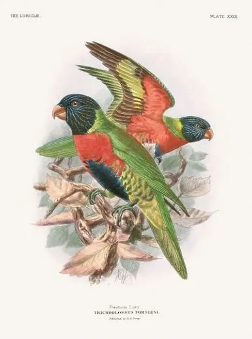 Framed Print : Vintage Parrot Illustration. Colorful drawing of parrots from a 19th-century book published in London. Circa 1896 Framed Print : Vintage Parrot Illustration. Colorful drawing of parrots from a 19th-century book published in London. Circa 1896
