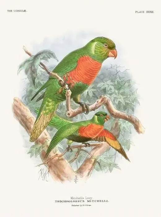 Framed Print : Vintage Parrot Illustration. Colorful drawing of parrots from a 19th-century book published in London. Circa 1896 Framed Print : Vintage Parrot Illustration. Colorful drawing of parrots from a 19th-century book published in London. Circa 1896