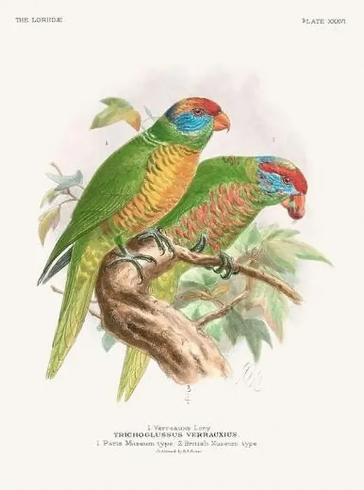 Framed Print : Vintage Parrot Illustration. Colorful drawing of parrots from a 19th-century book published in London. Circa 1896 Framed Print : Vintage Parrot Illustration. Colorful drawing of parrots from a 19th-century book published in London. Circa 1896