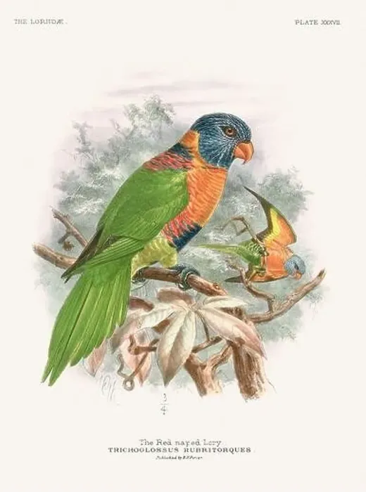 Framed Print : Vintage Parrot Illustration. Colorful drawing of parrots from a 19th-century book published in London. Circa 1896 Framed Print : Vintage Parrot Illustration. Colorful drawing of parrots from a 19th-century book published in London. Circa 1896