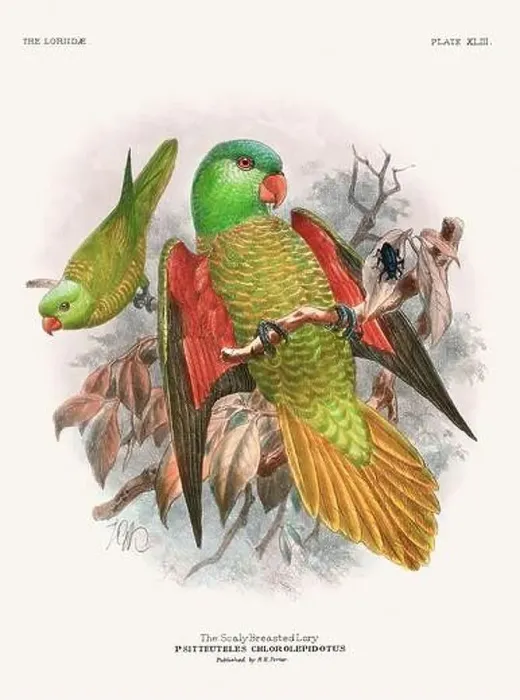 Framed Print : Vintage Parrot Illustration. Colorful drawing of parrots from a 19th-century book published in London. Circa 1896 Framed Print : Vintage Parrot Illustration. Colorful drawing of parrots from a 19th-century book published in London. Circa 1896