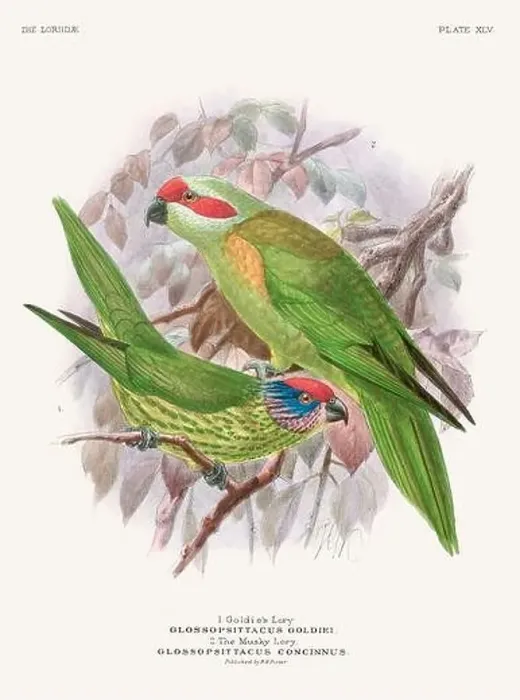 Framed Print : Vintage Parrot Illustration. Colorful drawing of parrots from a 19th-century book published in London. Circa 1896 Framed Print : Vintage Parrot Illustration. Colorful drawing of parrots from a 19th-century book published in London. Circa 1896