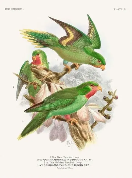 Framed Print : Vintage Parrot Illustration. Colorful drawing of parrots from a 19th-century book published in London. Circa 1896 Framed Print : Vintage Parrot Illustration. Colorful drawing of parrots from a 19th-century book published in London. Circa 1896
