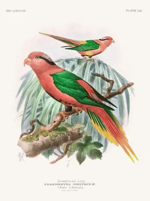 Framed Print : Vintage Parrot Illustration. Colorful drawing of parrots from a 19th-century book published in London. Circa 1896 Framed Print : Vintage Parrot Illustration. Colorful drawing of parrots from a 19th-century book published in London. Circa 1896