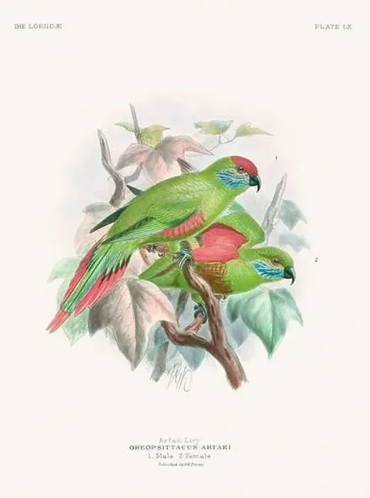 Framed Print : Vintage Parrot Illustration. Colorful drawing of parrots from a 19th-century book published in London. Circa 1896 Framed Print : Vintage Parrot Illustration. Colorful drawing of parrots from a 19th-century book published in London. Circa 1896