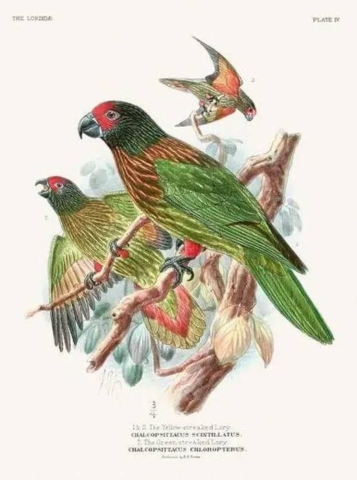 Framed Print : Vintage Parrot Illustration. Colorful drawing of parrots from a 19th-century book published in London. Circa 1896 Framed Print : Vintage Parrot Illustration. Colorful drawing of parrots from a 19th-century book published in London. Circa 1896