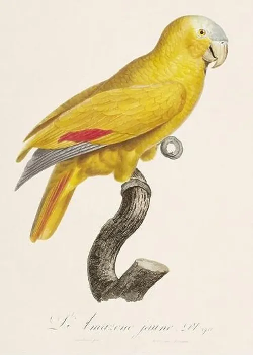 Framed Print : Vintage parrot illustration. Zoologically detailed French depiction (circa 1805) Framed Print : Vintage parrot illustration. Zoologically detailed French depiction (circa 1805)