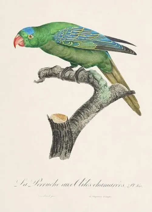 Framed Print : Vintage parrot illustration. Zoologically detailed French depiction (circa 1805) Framed Print : Vintage parrot illustration. Zoologically detailed French depiction (circa 1805)