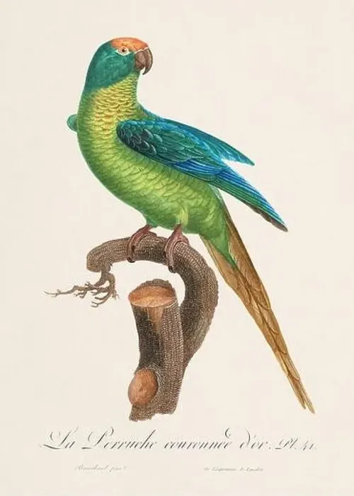 Framed Print : Vintage parrot illustration. Zoologically detailed French depiction (circa 1805) Framed Print : Vintage parrot illustration. Zoologically detailed French depiction (circa 1805)